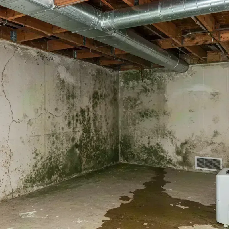 Professional Mold Removal in Wilkinsburg, PA